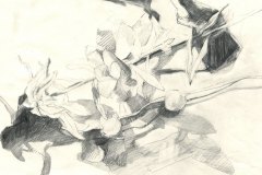 Iris_Zeichnung_final_v2