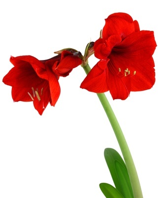 Amaryllis