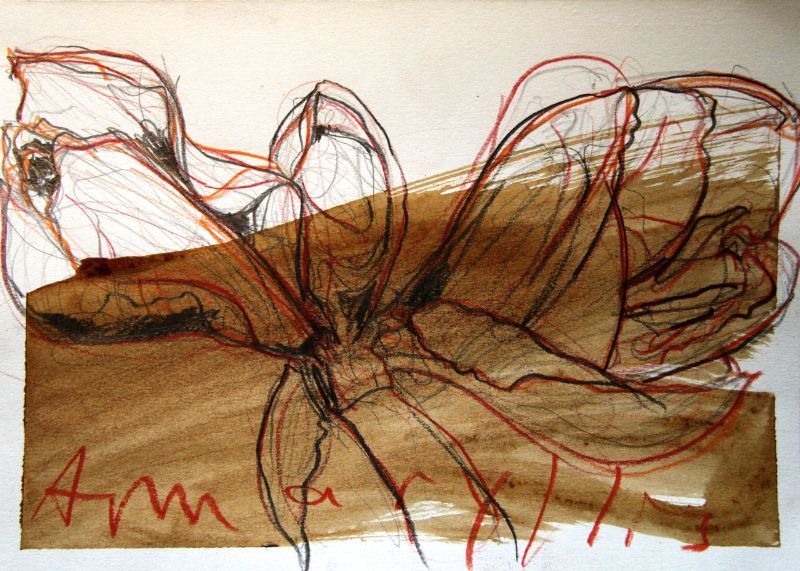 Amaryllis Zeichnung