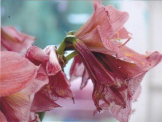 Amaryllis
