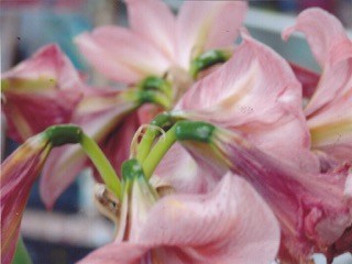 Amaryllis