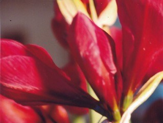 Amaryllis