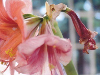 Amaryllis