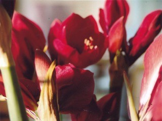 Amaryllis
