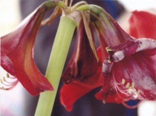 Amaryllis