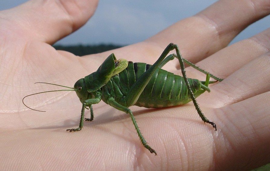 Heuschrecke