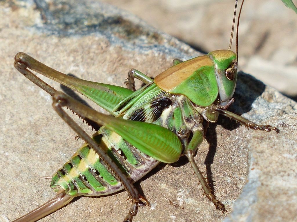 Heuschrecke