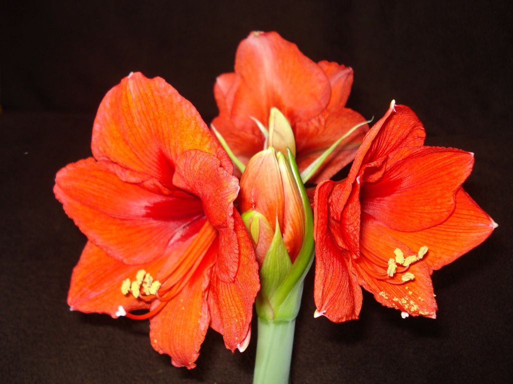 Amaryllis