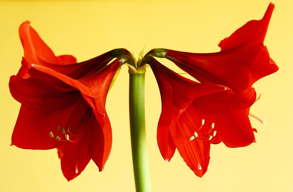 Amaryllis