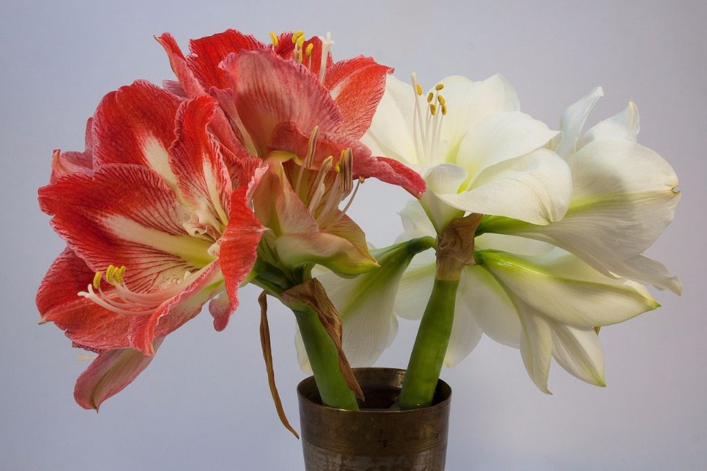 Amaryllis