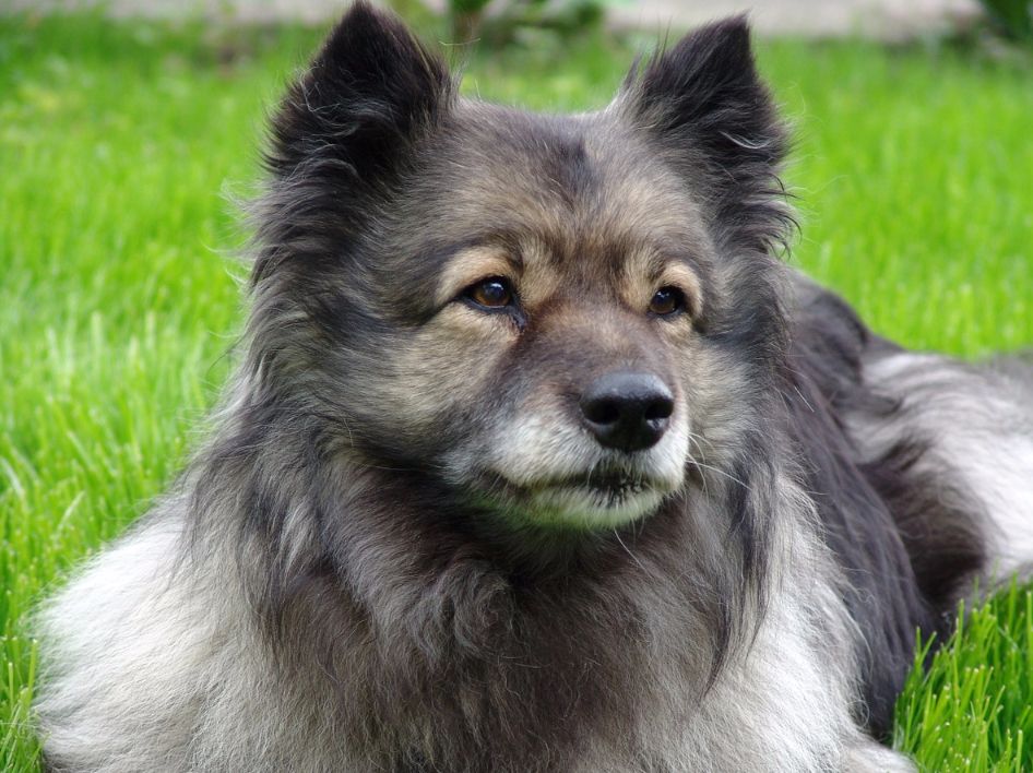 Hund