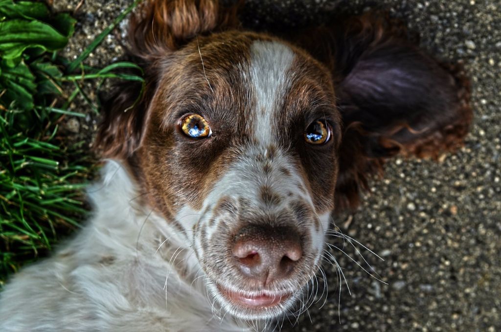 Hund