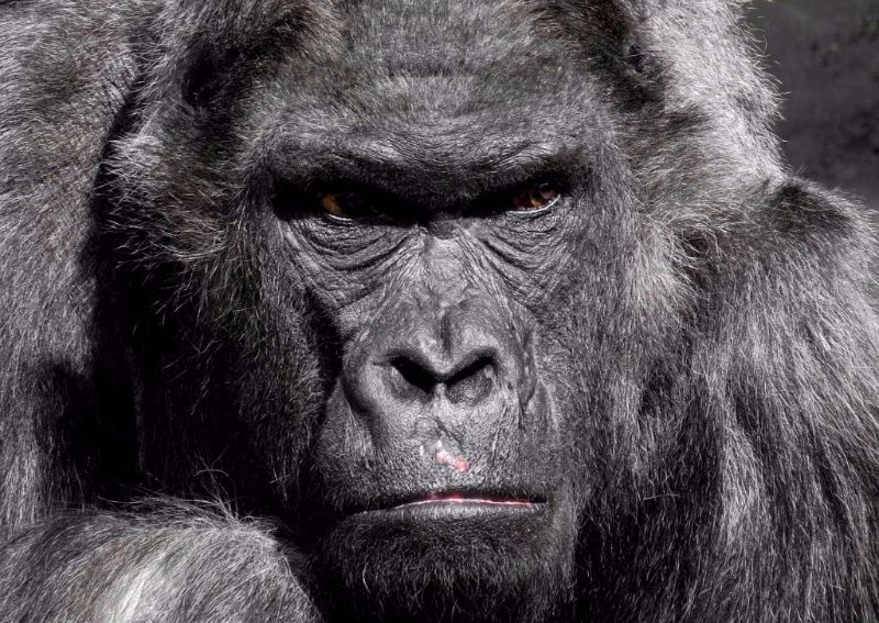 Gorilla