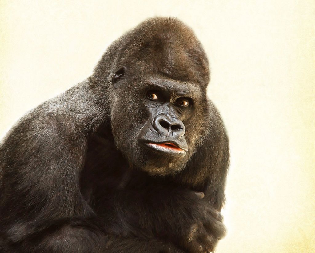 Gorilla