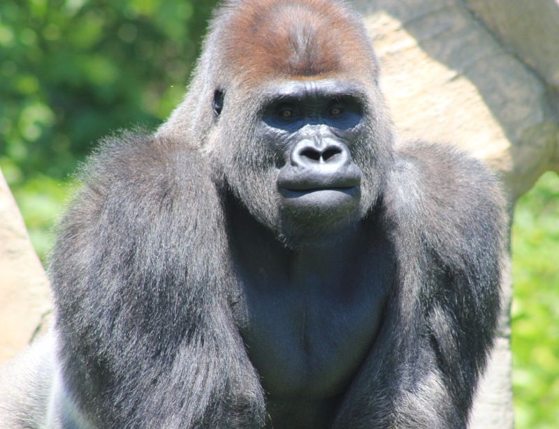 Gorilla