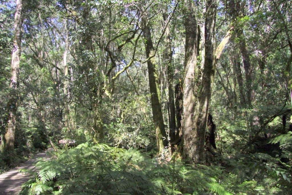 Wald