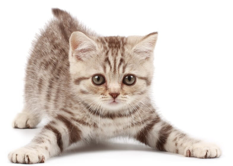 Katze