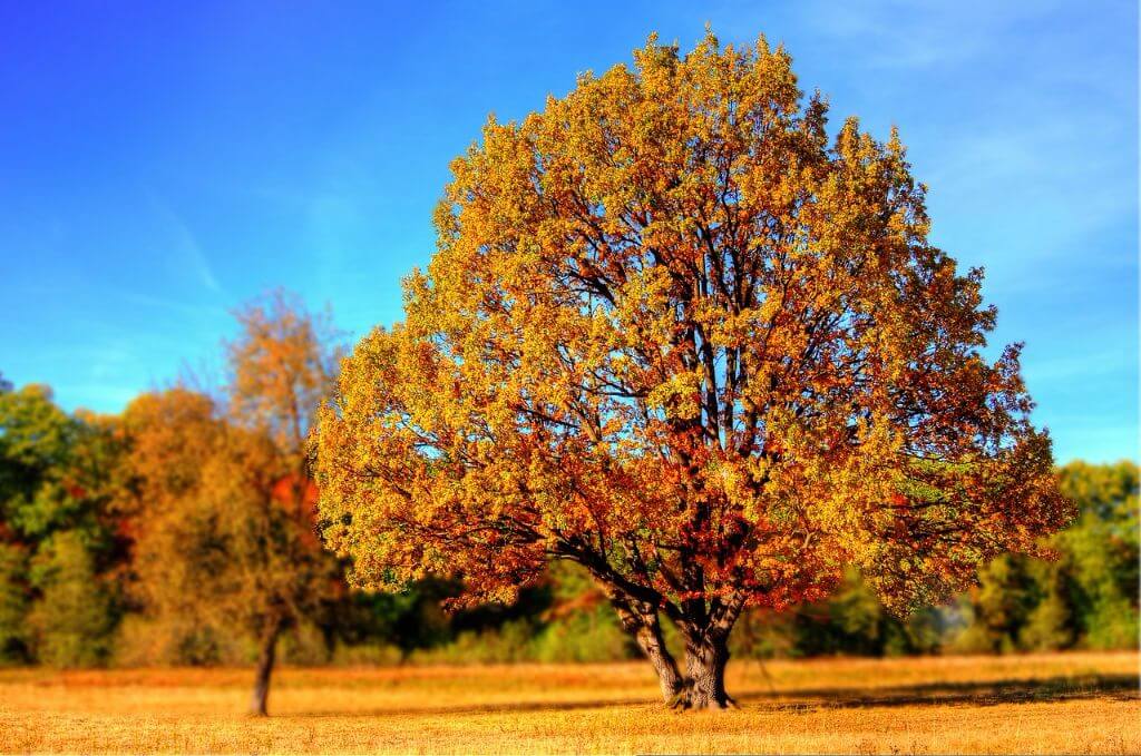 Landschaft Baum