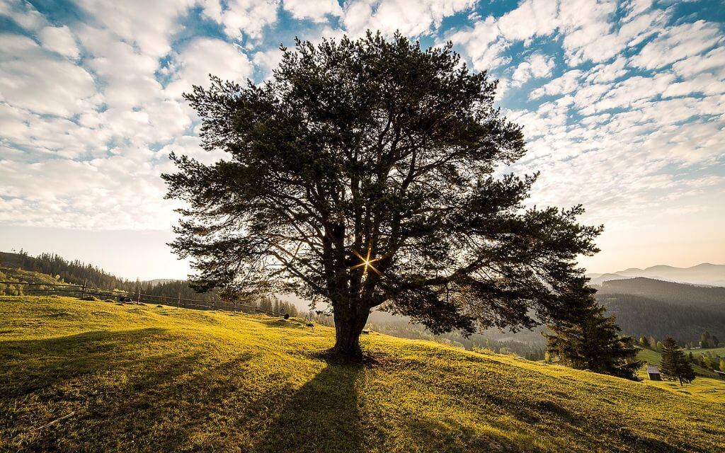 Landschaft Baum