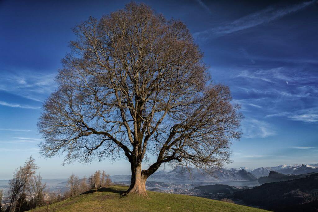 Landschaft Baum