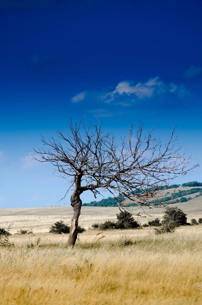 Landschaft Baum