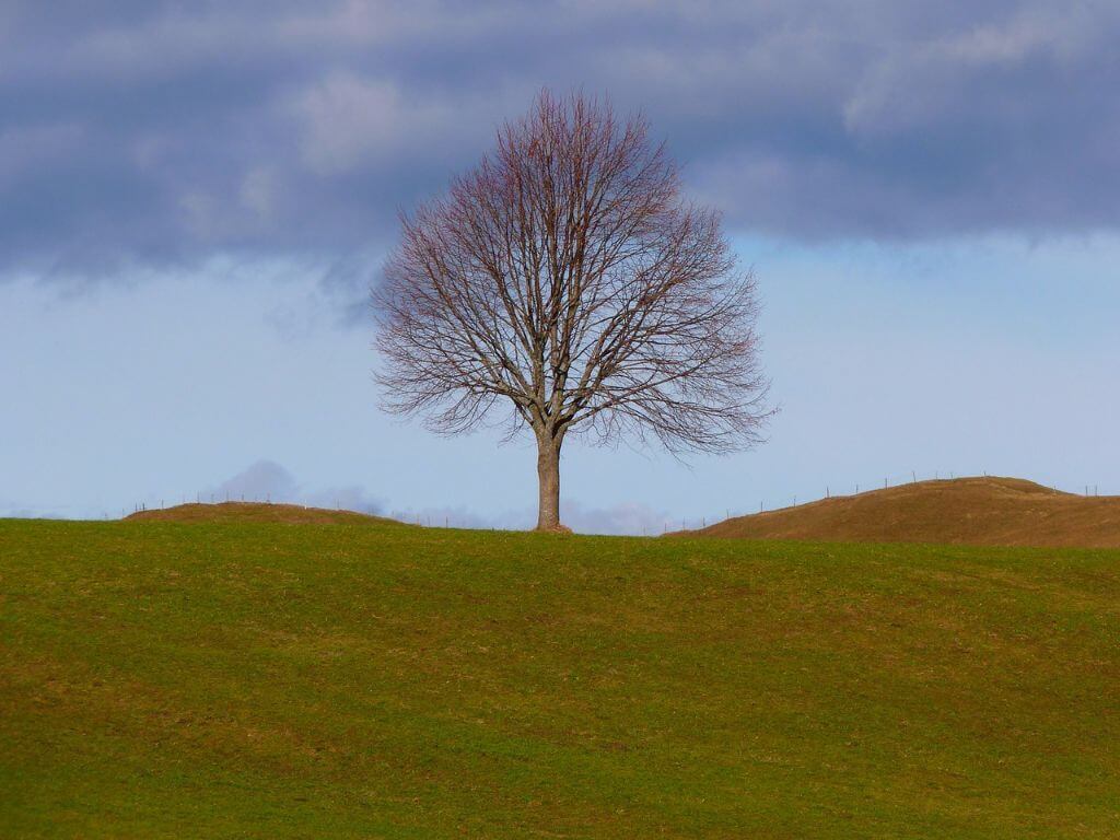 Landschaft Baum