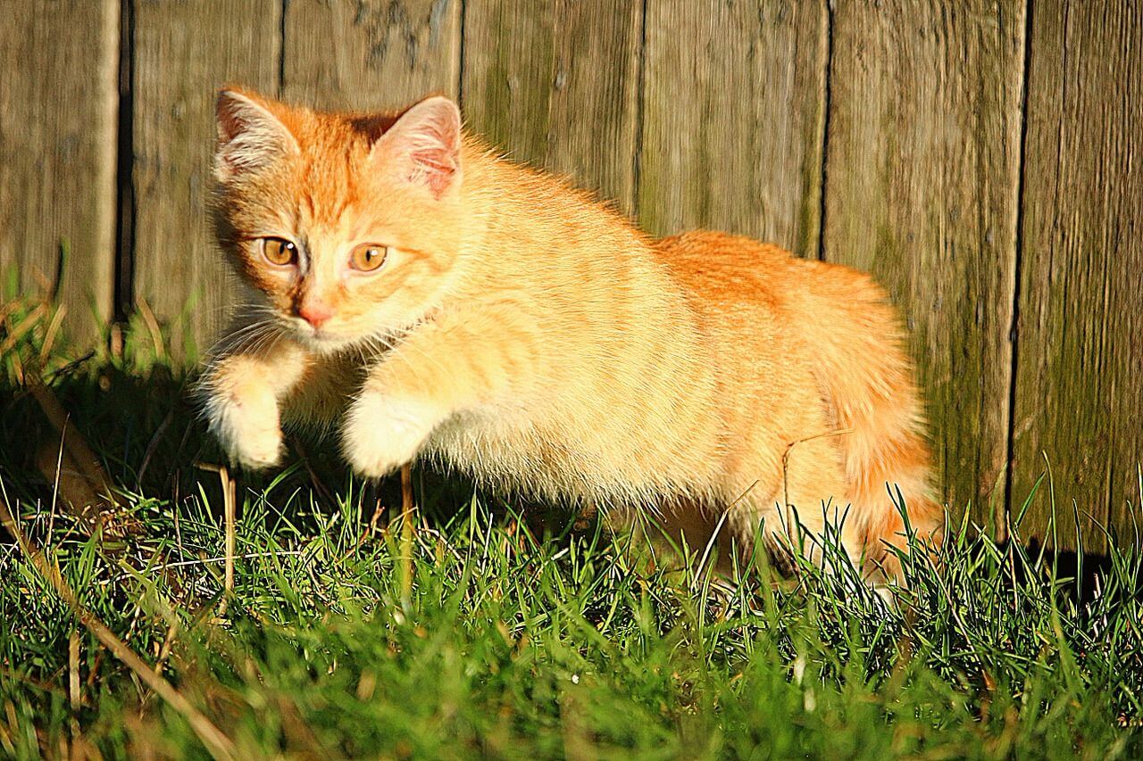 Katze Sprung