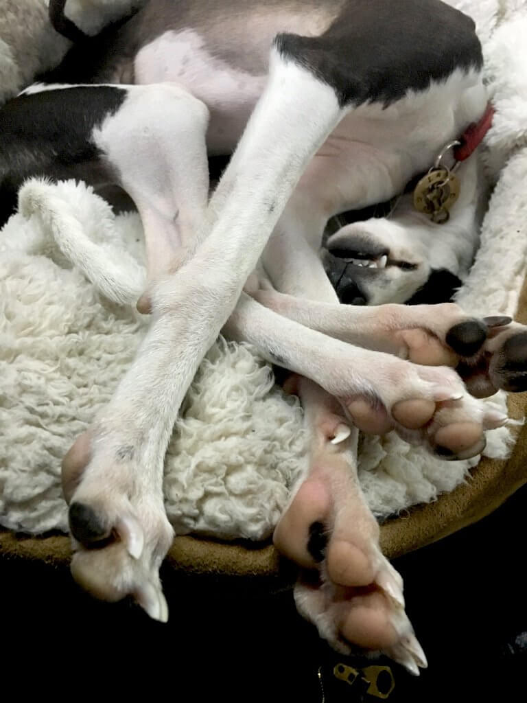 Hund